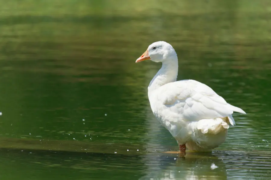 Close-up of a domesticated goose with orange beak and white feathers